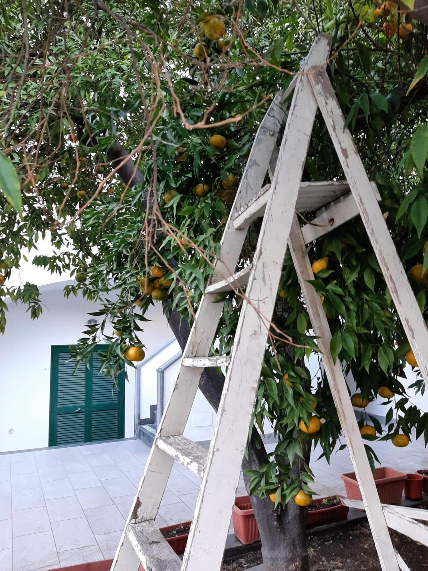 Lemon Tree Casa Vacanze Nel Verde Torre Annunziata Exterior photo